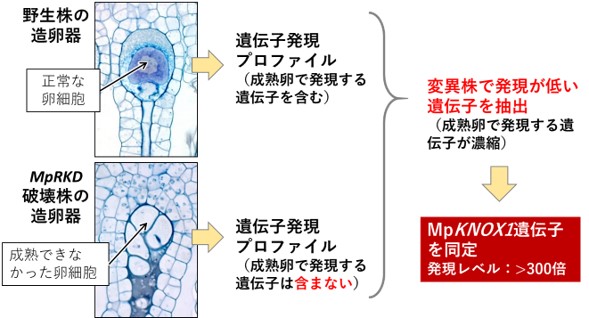 植物で受精卵を活性化する機構の進化的起源を解明